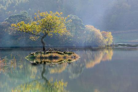 Tree on small island Rydal Water Lake District England