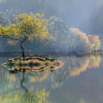 Tree on small island, Lake District National Park, United Kingdom