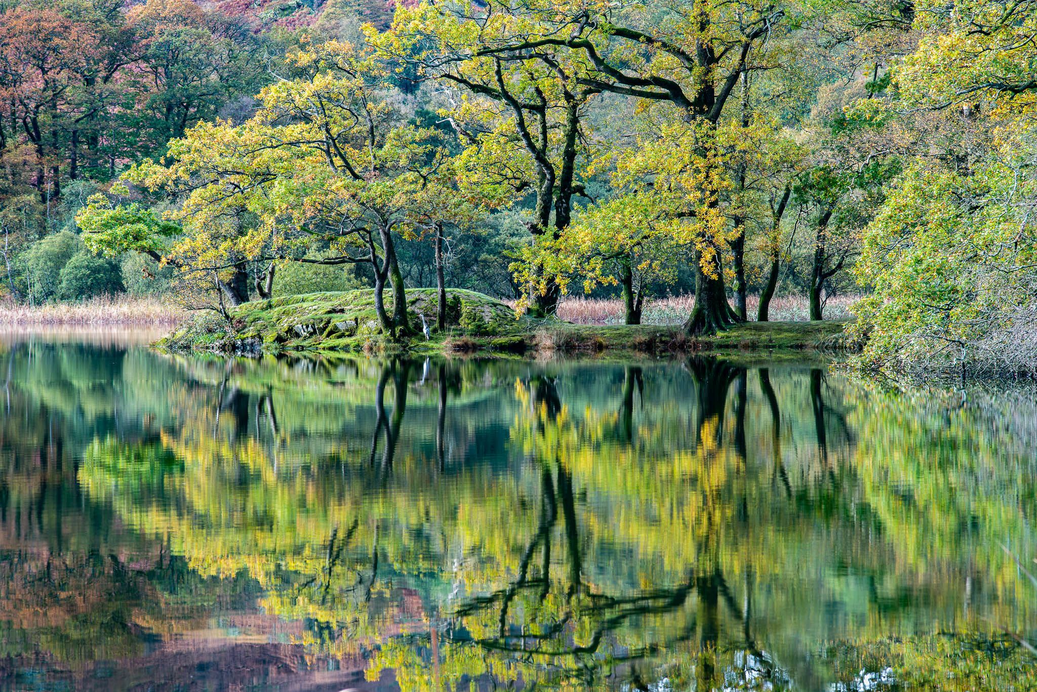 Tree on small island, Lake District National Park, United Kingdom