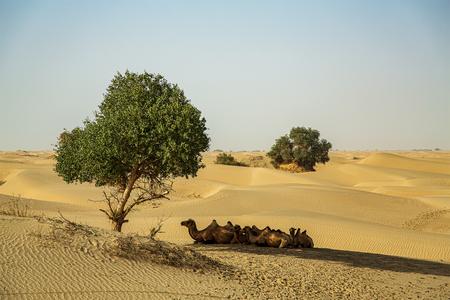 Unterwegs in der Taklamakan Wüste