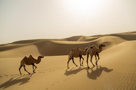 Unterwegs in der Taklamakan Wüste
