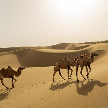 Unterwegs in der Taklamakan Wüste, China