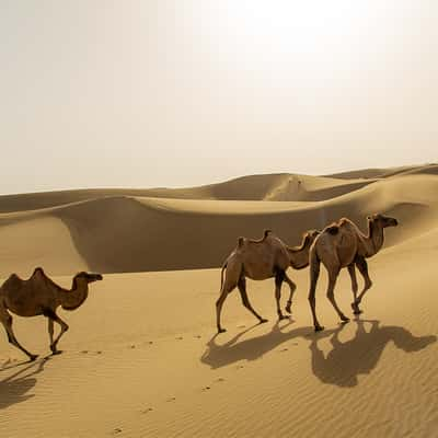 Unterwegs in der Taklamakan Wüste, China