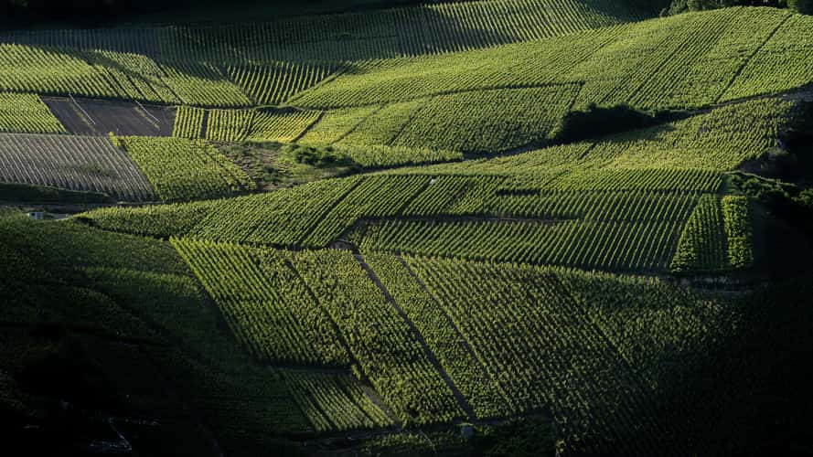 vineyard in winter