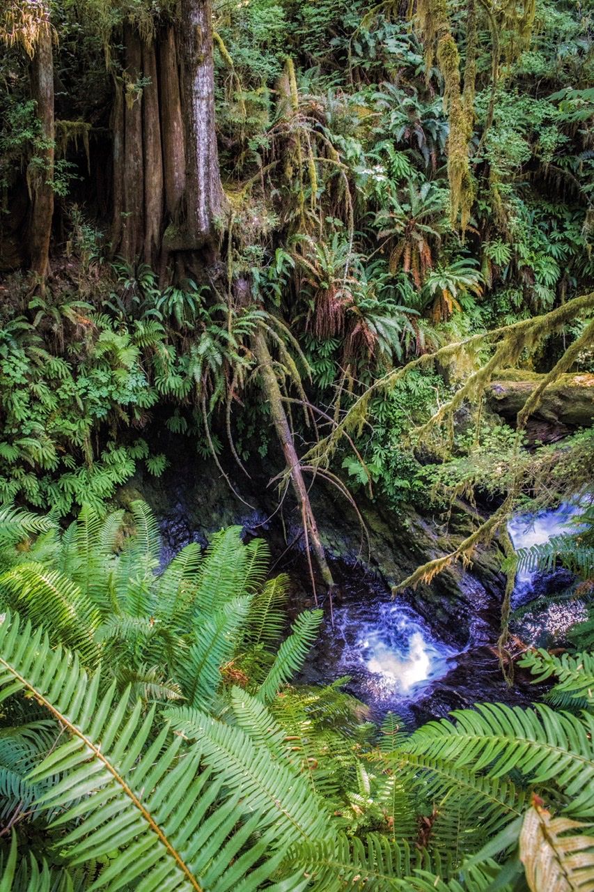 Willaby Creek, USA