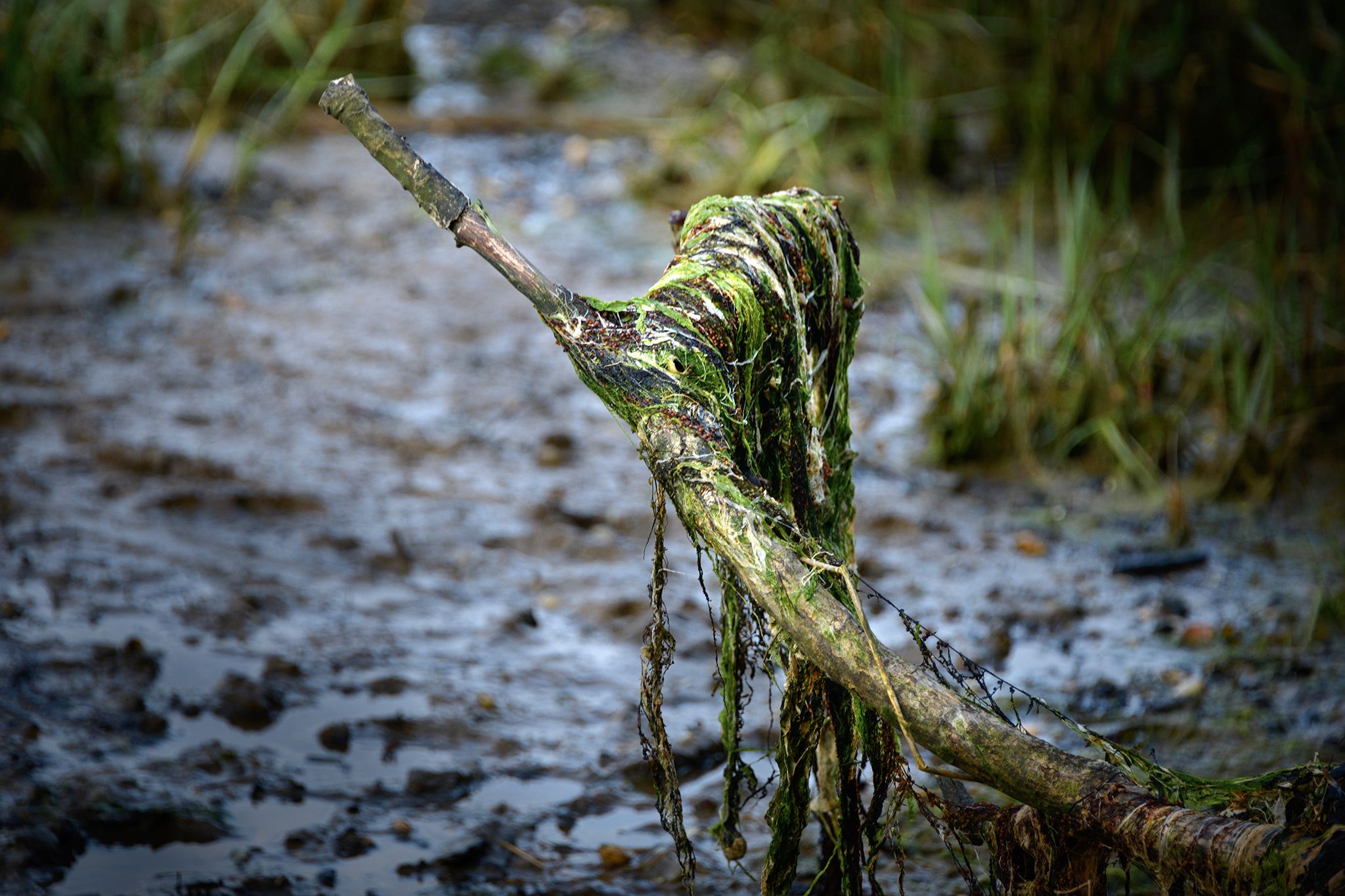 Wrabness riverside, United Kingdom