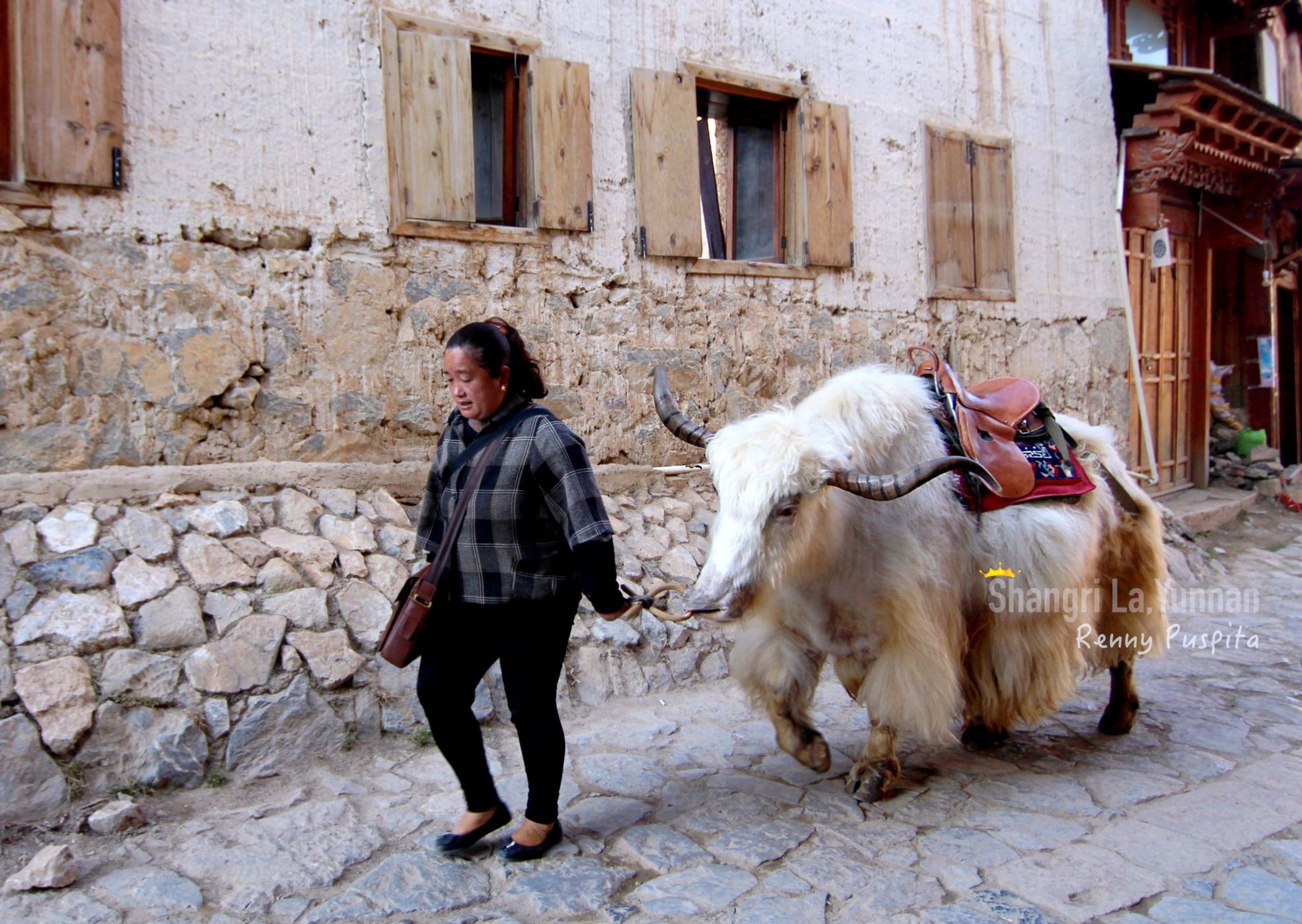 Yak at Shangri La Oldtown, Yunnan - China, China