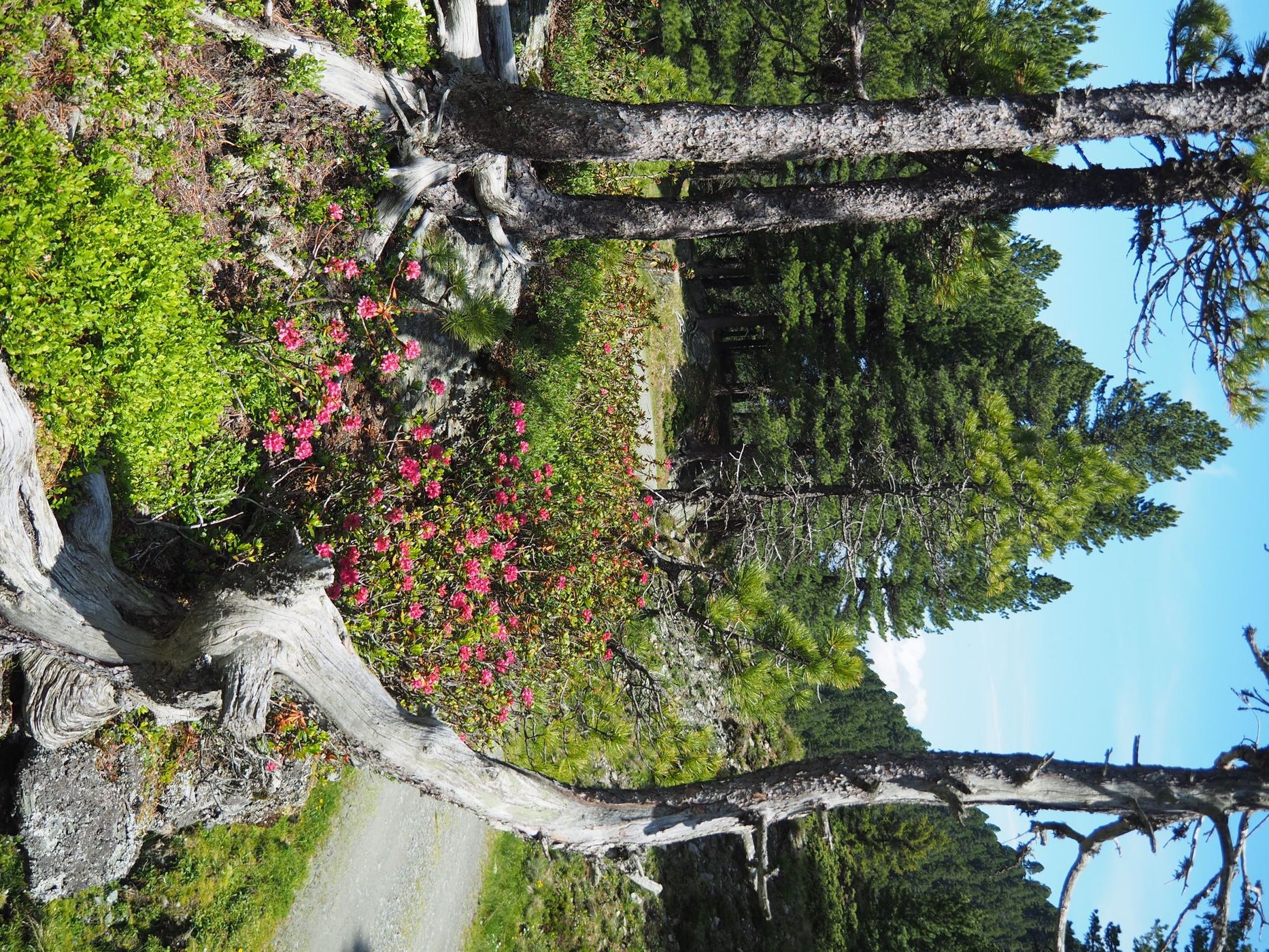 Alpine rose place, Austria