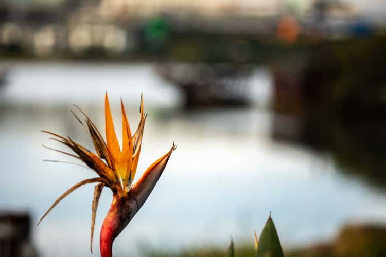 Bird of Paradise Shipwrecks in background Sydney
