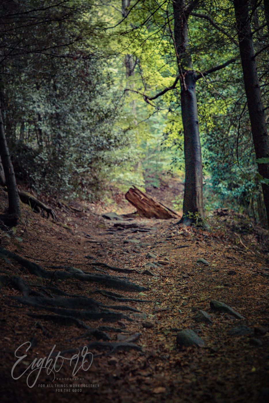 Black Forest Trails Near Merkurturm Baden-Baden, Germany