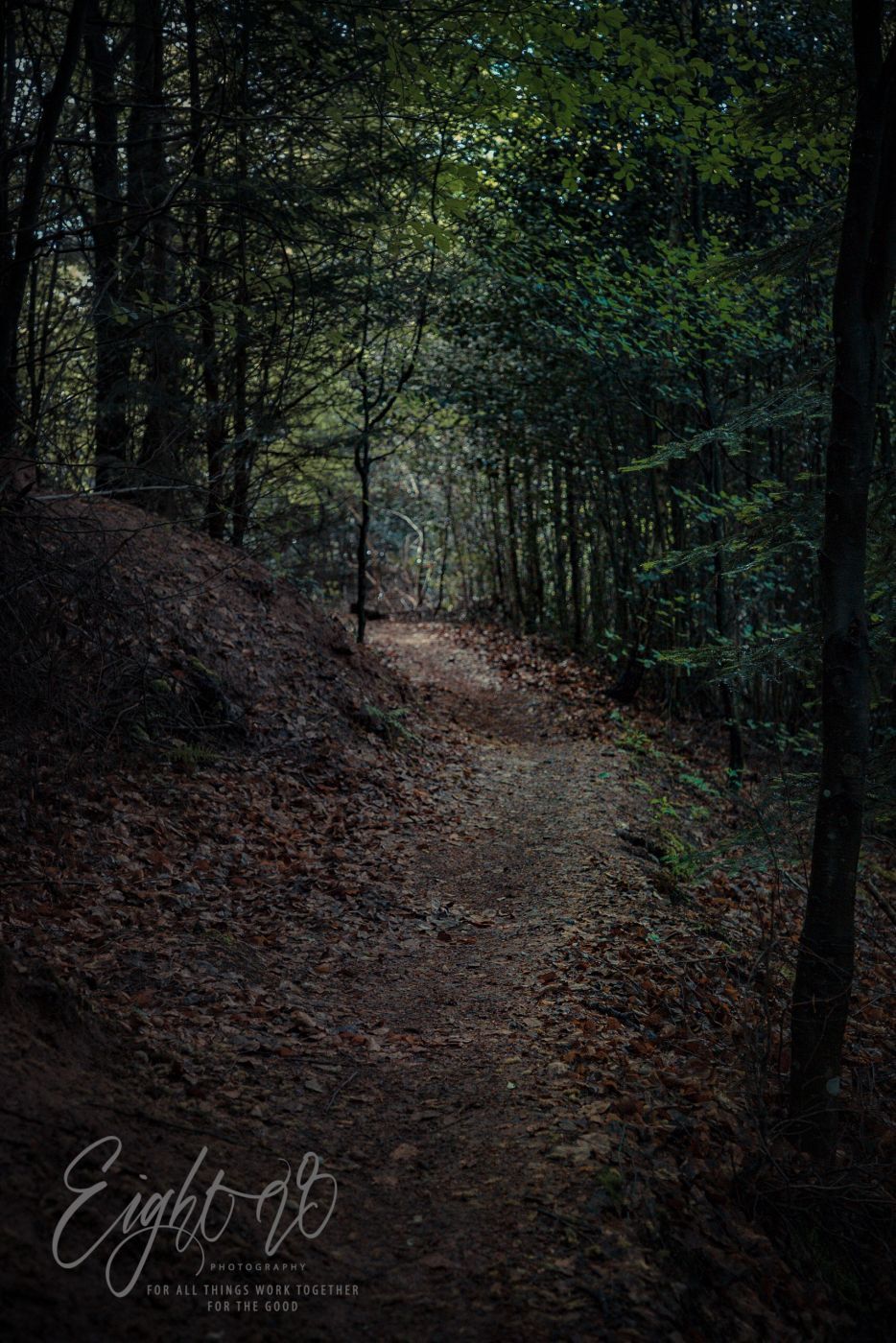 Black Forest Trails Near Merkurturm Baden-Baden, Germany