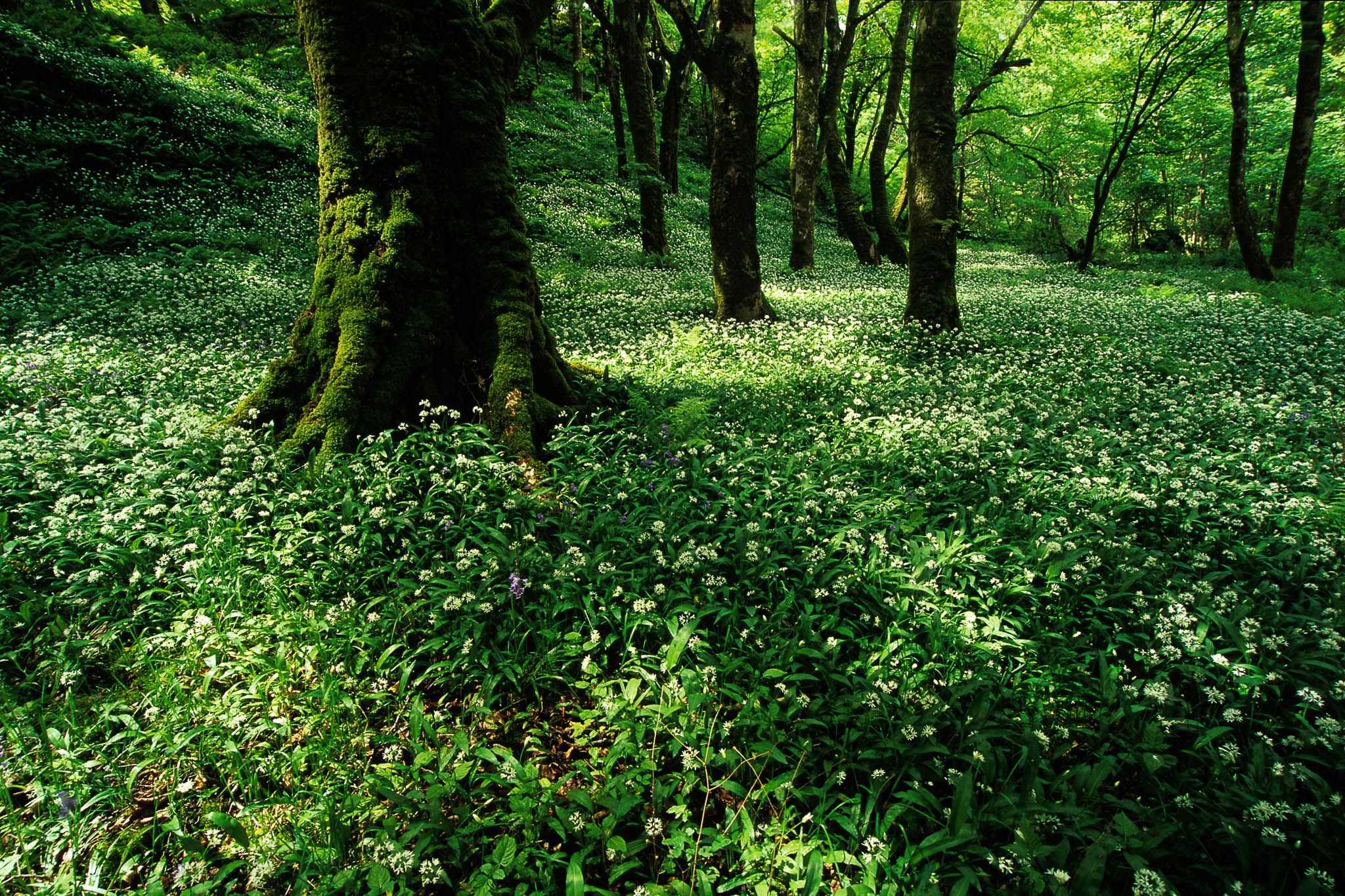Wild Garlic Wood, United Kingdom