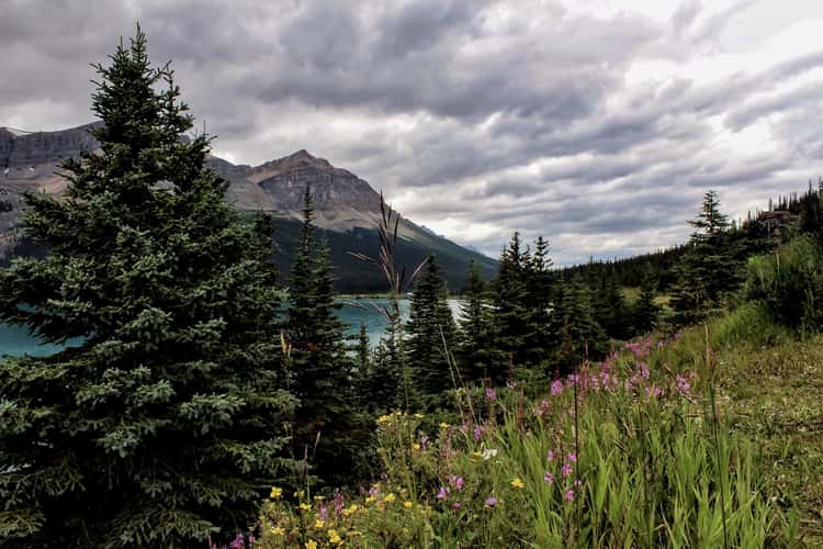 Bow Lake