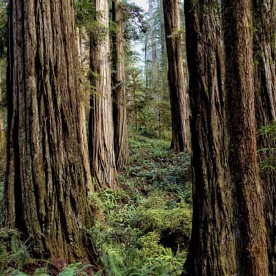 Boy Scout Tree Trail, USA