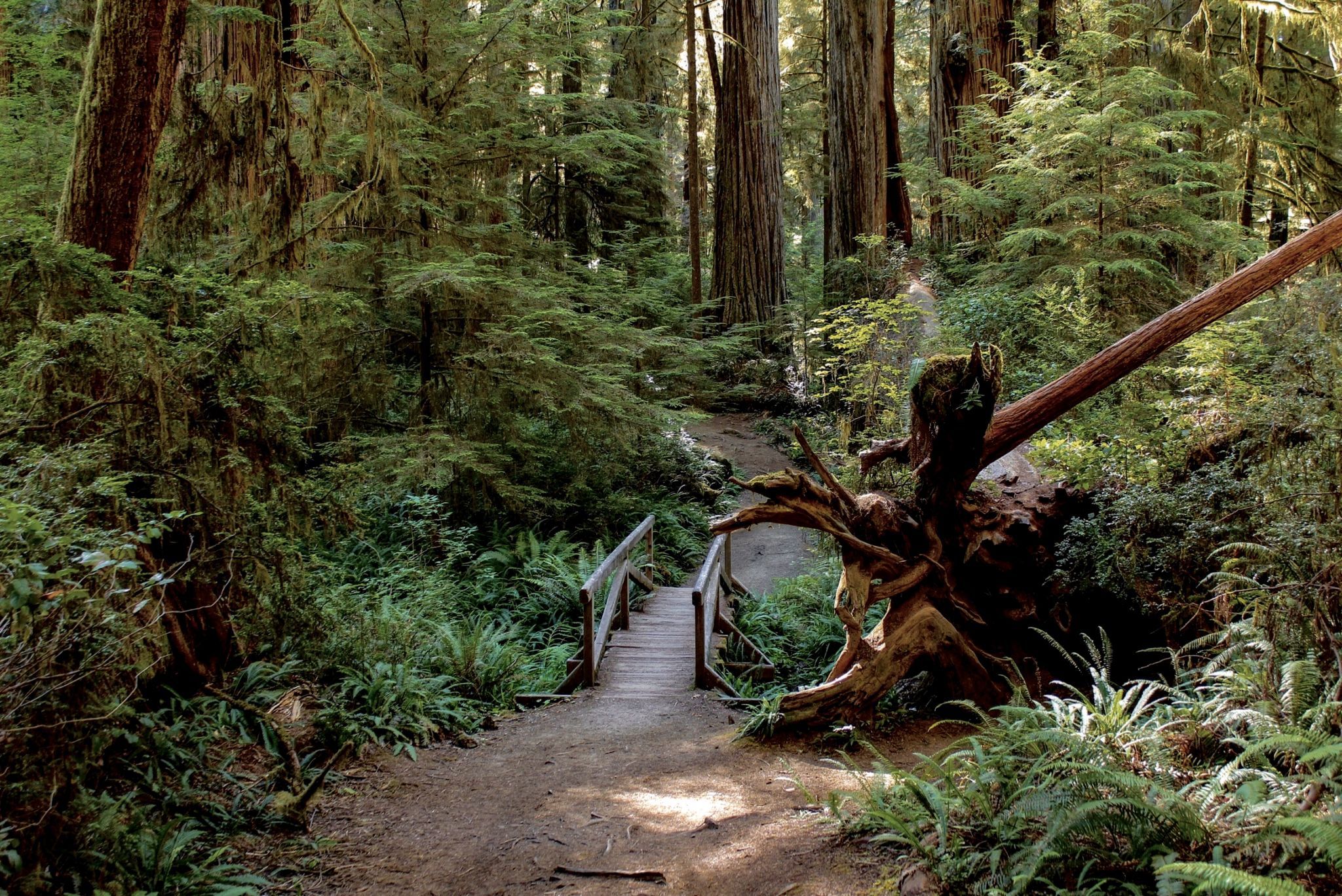 Boy Scout Tree Trail, USA