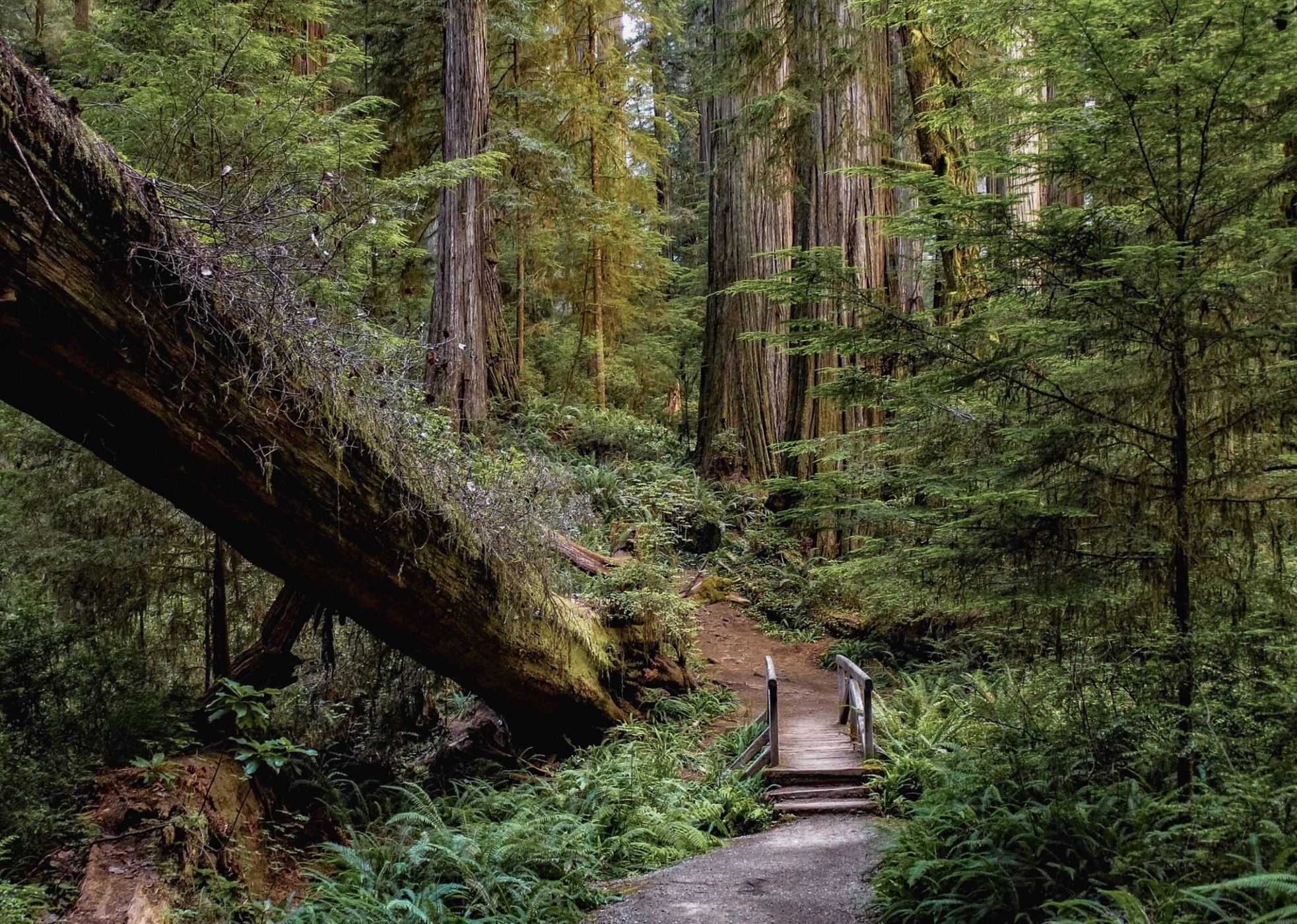 Boy Scout Tree Trail, USA