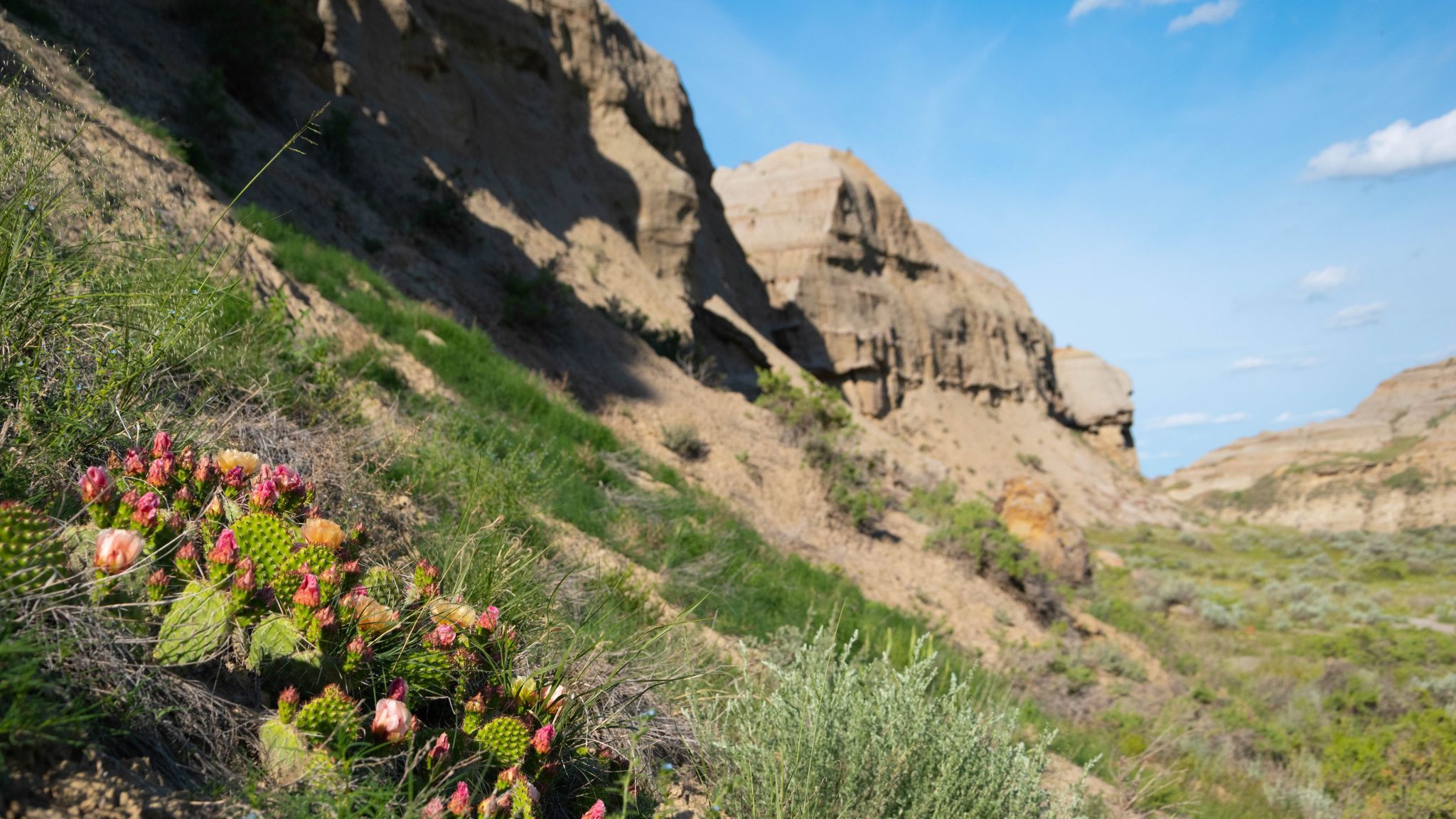 Dinosaur Provincial Park, Canada