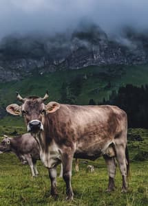 Alpstein