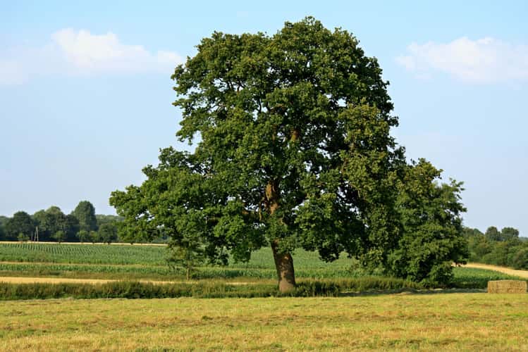Eichenbaum an der Münsterschen Aa, Münster