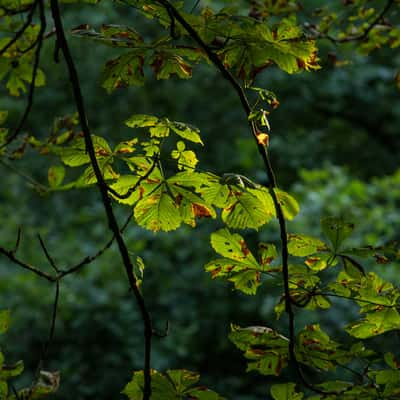 Hannover Tiergarten, Germany