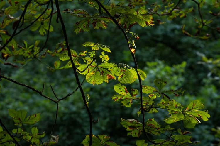 Hannover Tiergarten