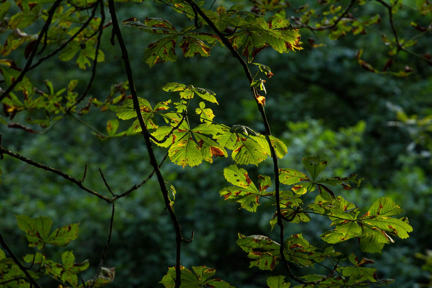 Hannover Tiergarten, Germany