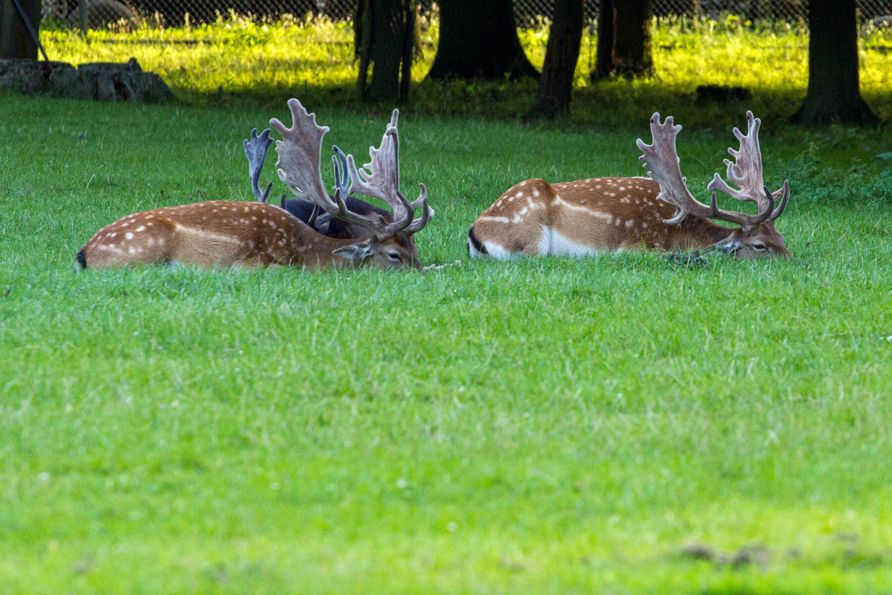 Hannover Tiergarten, Germany