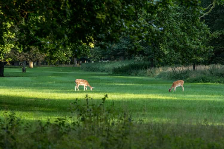 Hannover Tiergarten