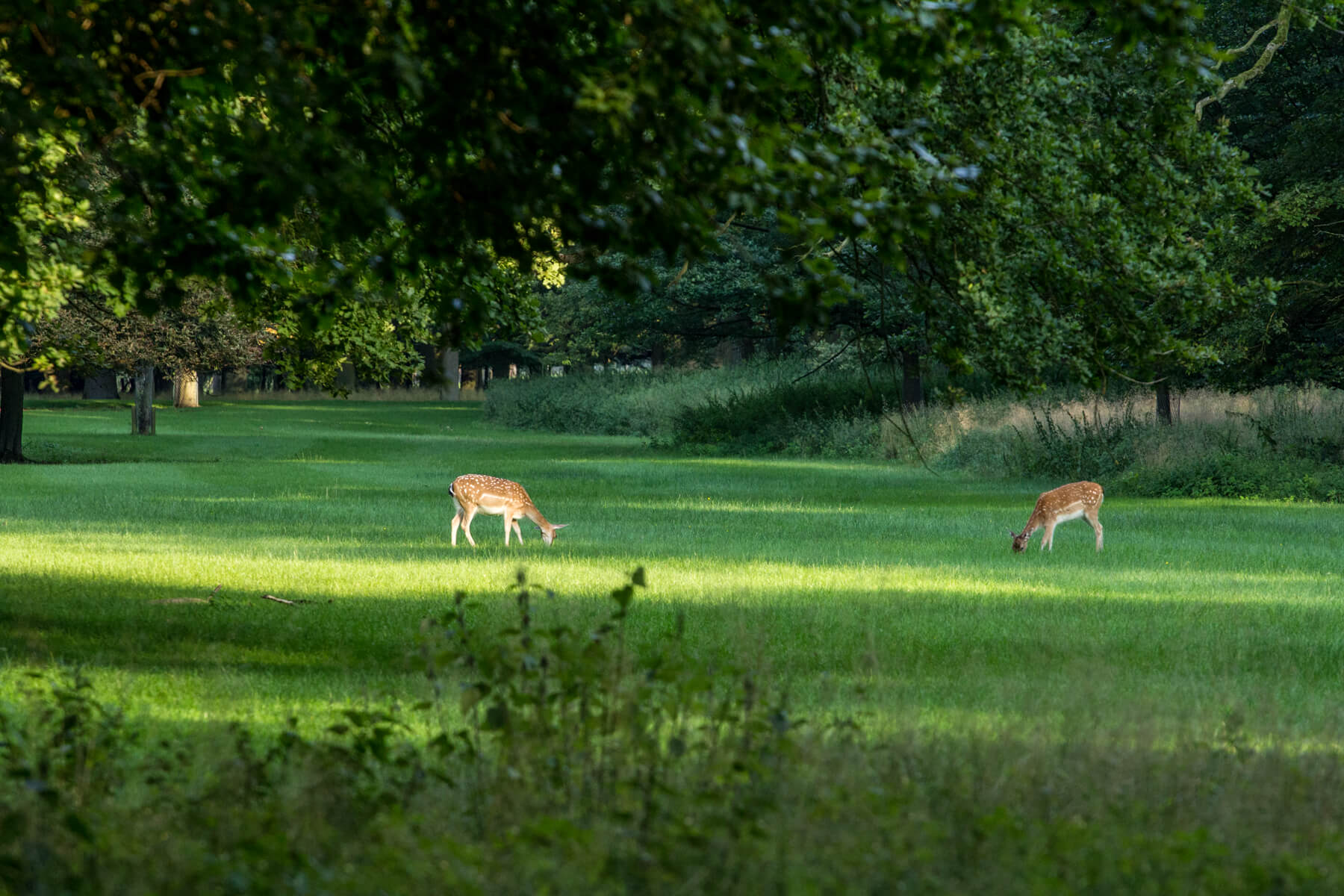 Hannover Tiergarten, Germany