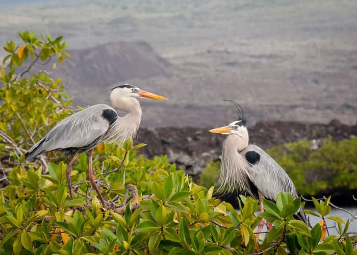 Isabella Island
