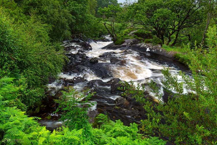 Killarney Forests