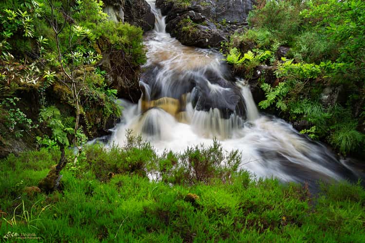 Killarney Forests