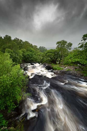 Killarney Forests