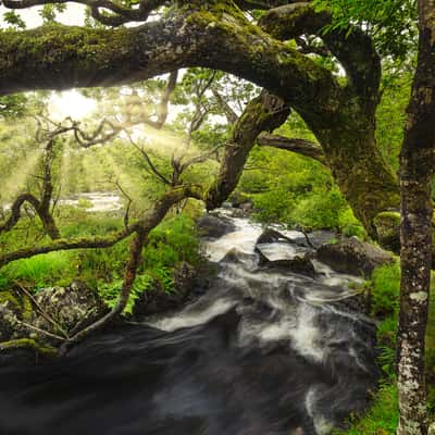 Killarney Forests, Ireland