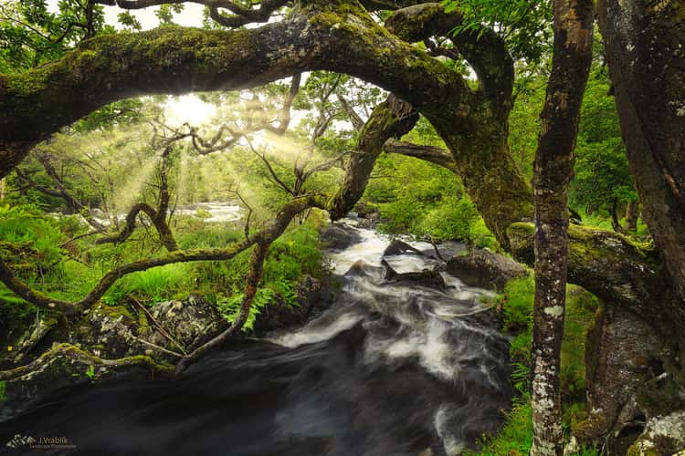Killarney Forests
