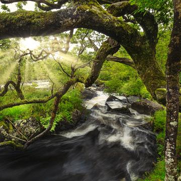 Killarney Forests, Ireland