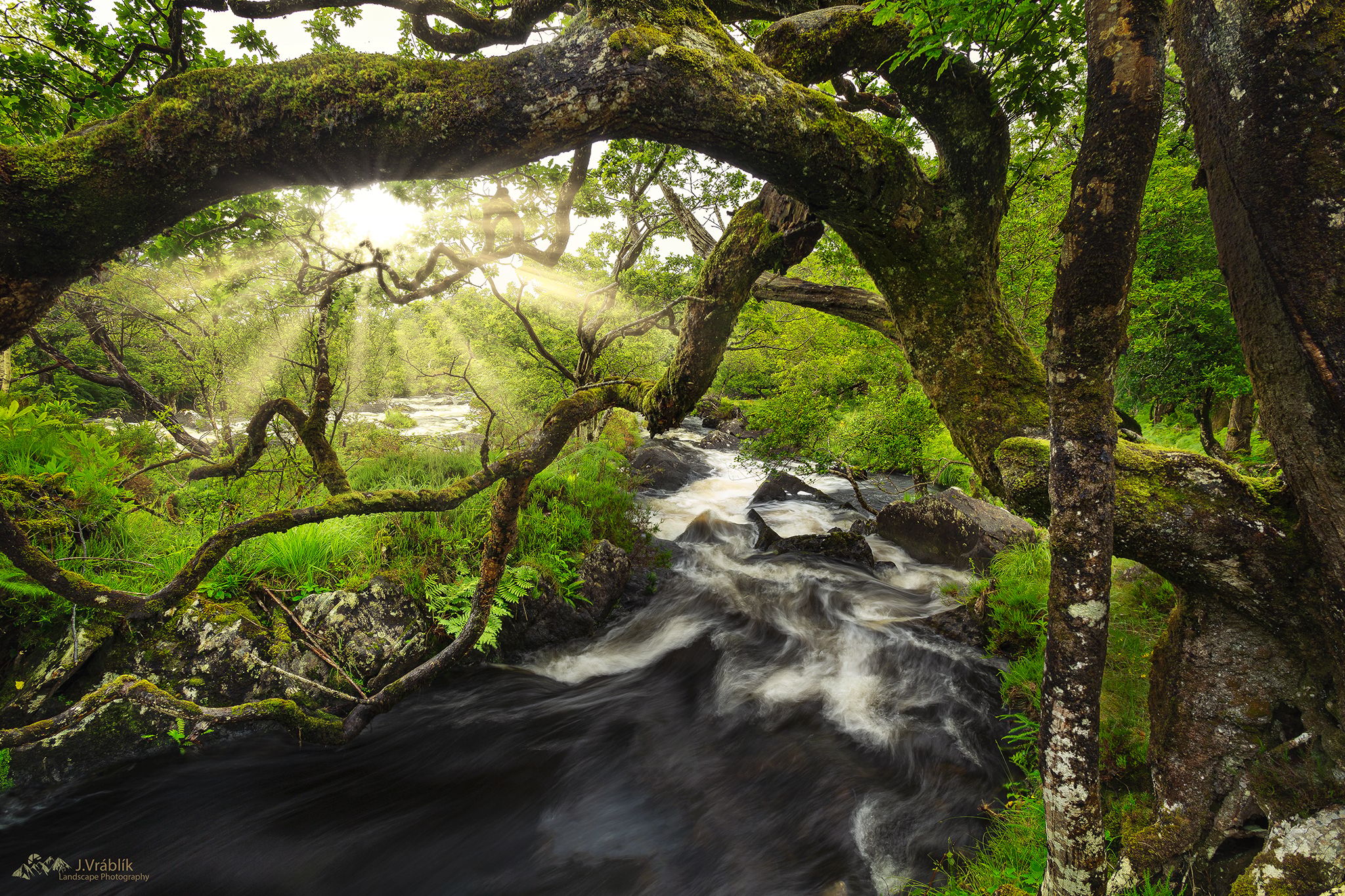 Killarney Forests, Ireland