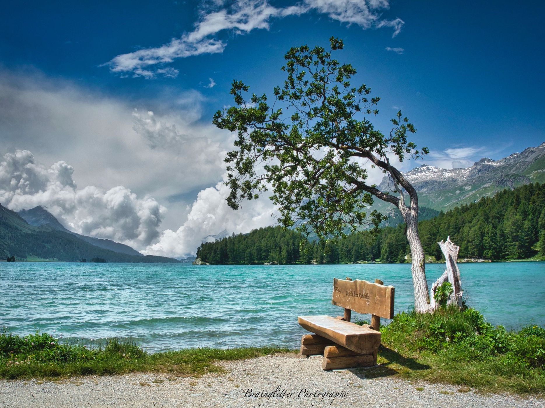 Magic tree at Silsersee, Sils Maria, Switzerland