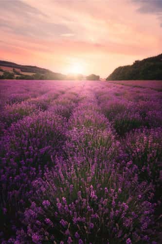 Lavender Field