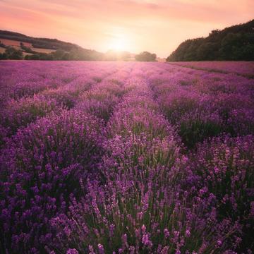 Lavender Field, Germany