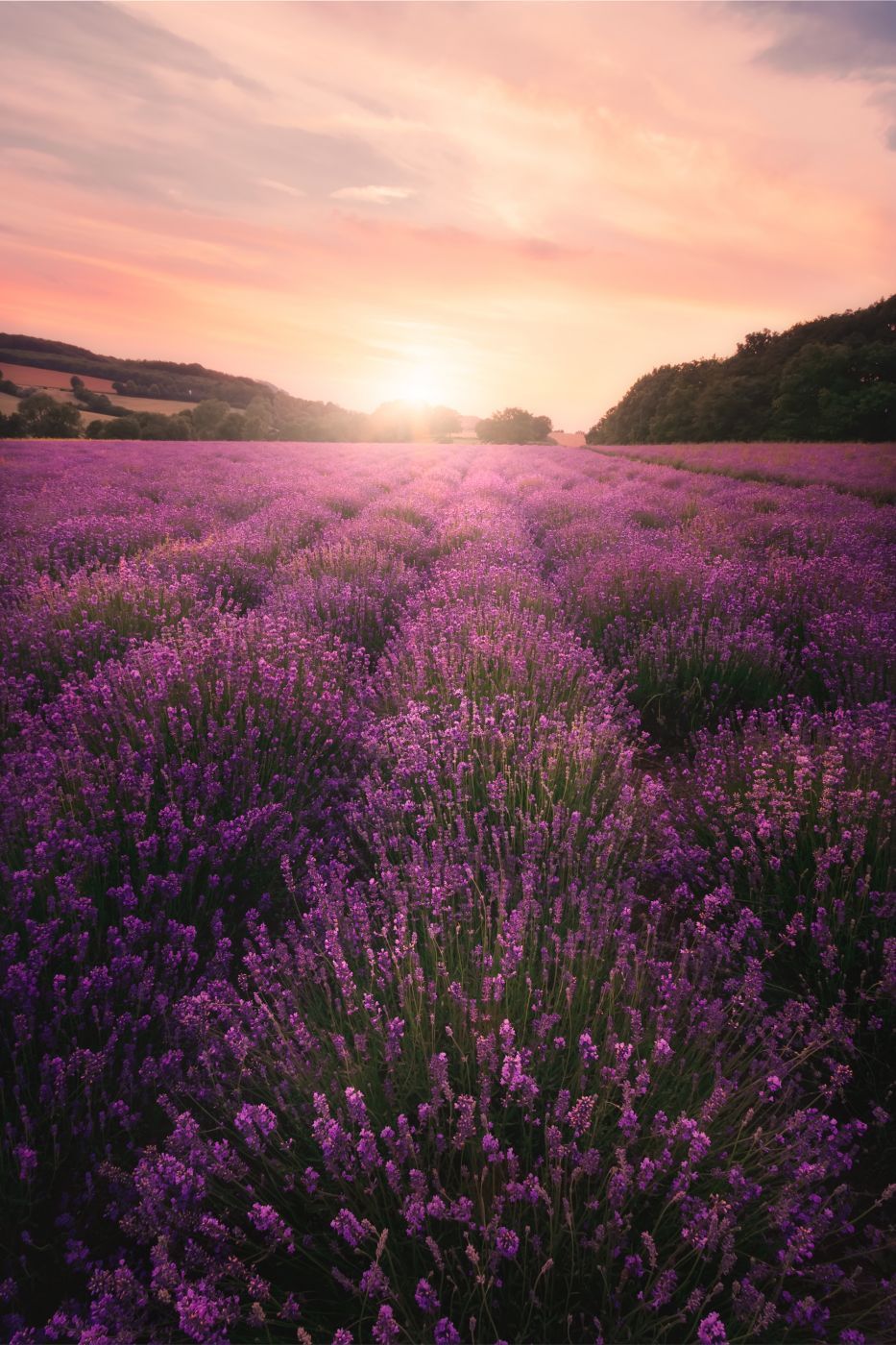 Lavender Field, Germany