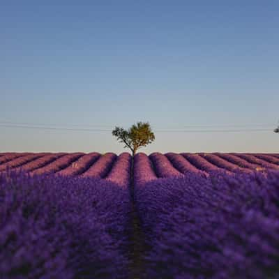 Lonely Tree, France