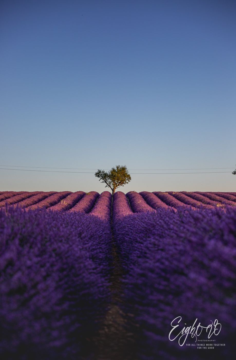 Lavender field in Valensole, France