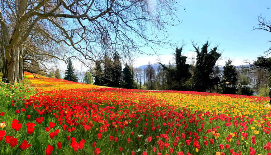 Mainau Island, Germany