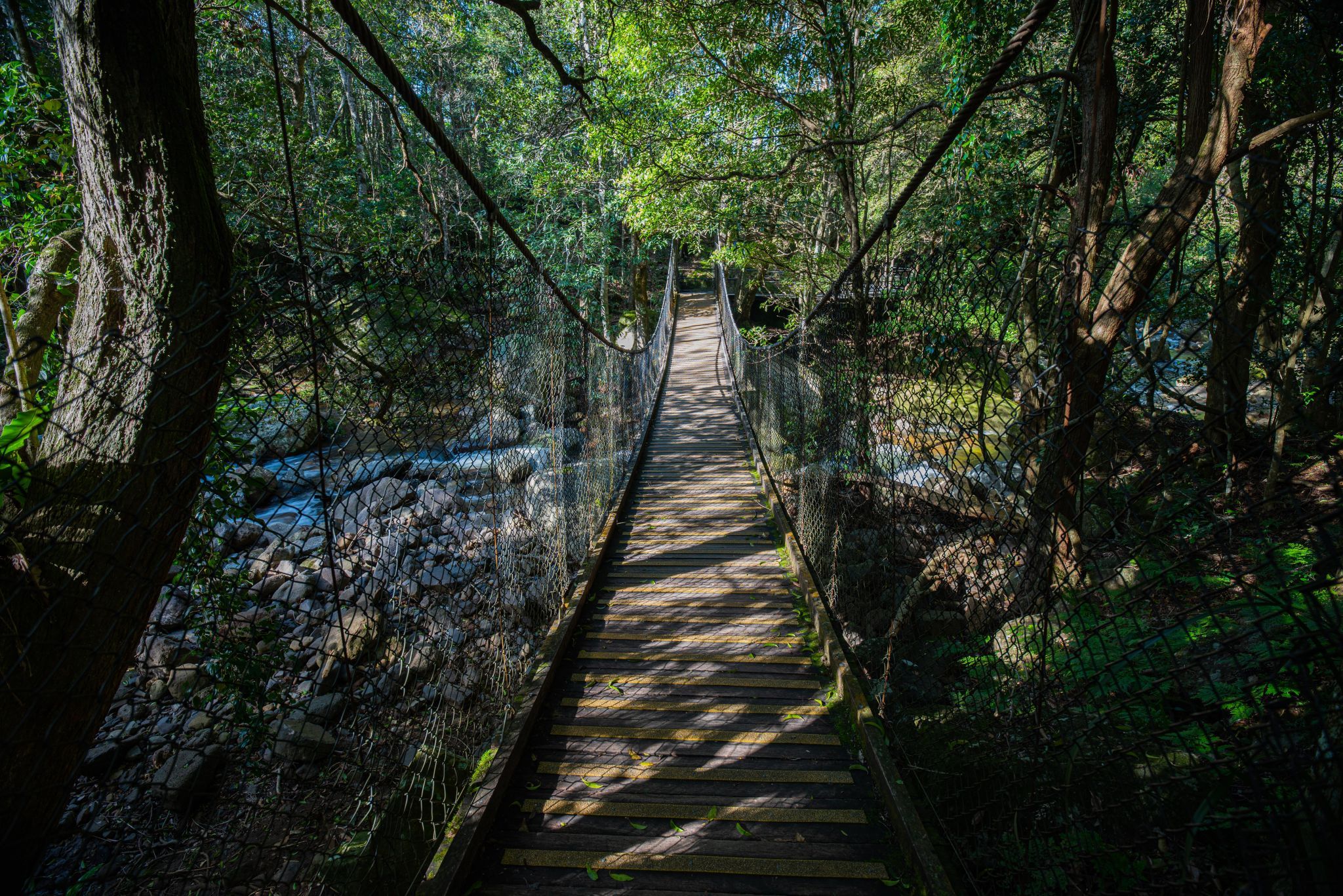 Minamurra rainforest, Australia