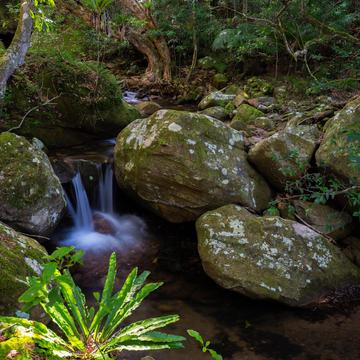 Minamurra rainforest, Australia