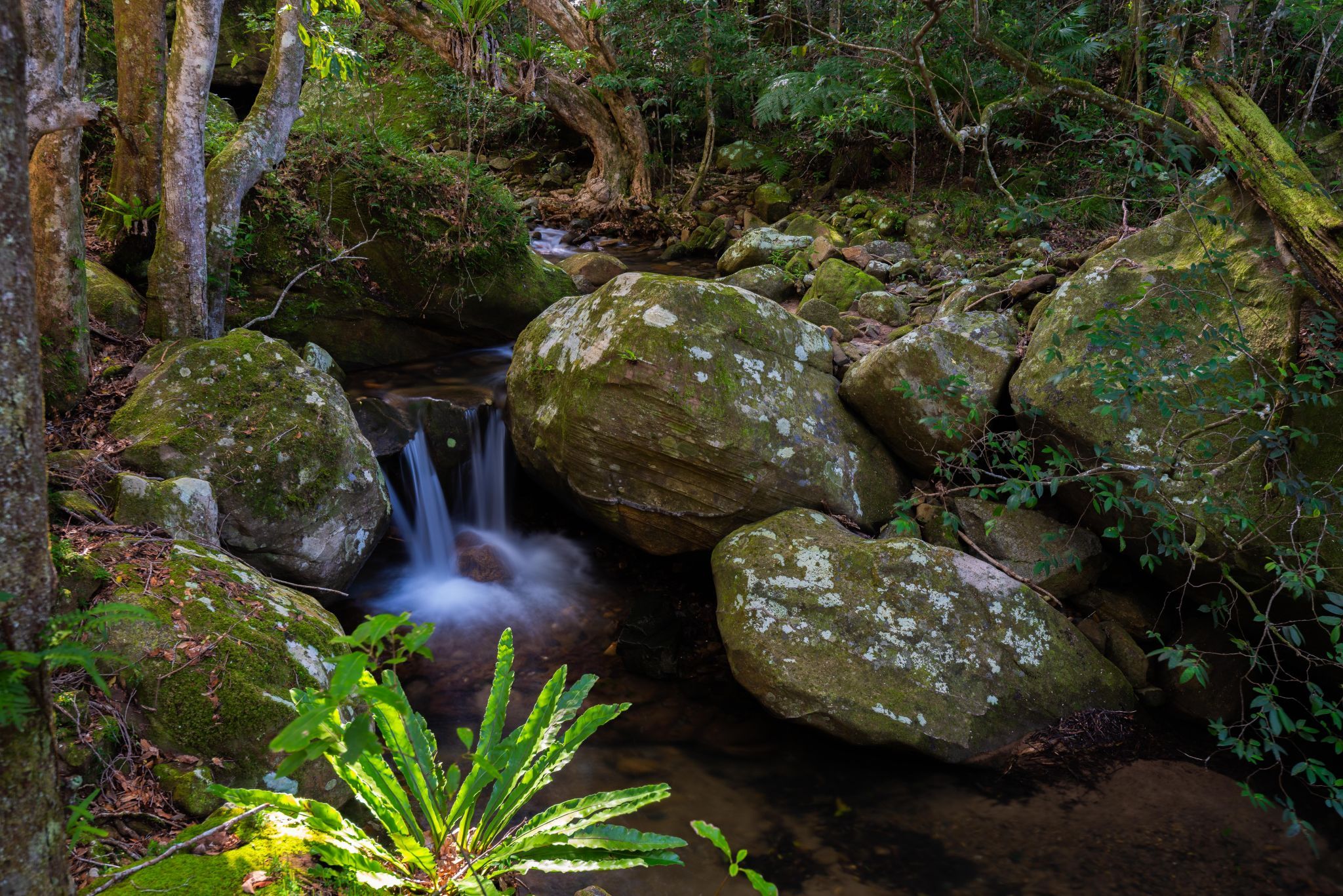 Minamurra rainforest, Australia