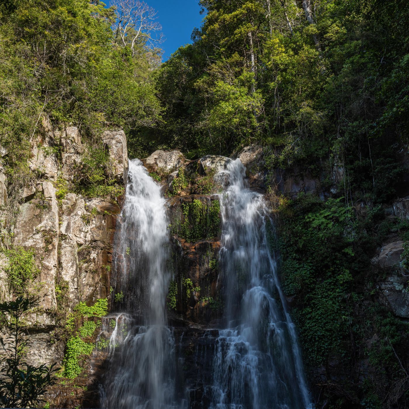Minamurra rainforest, Australia