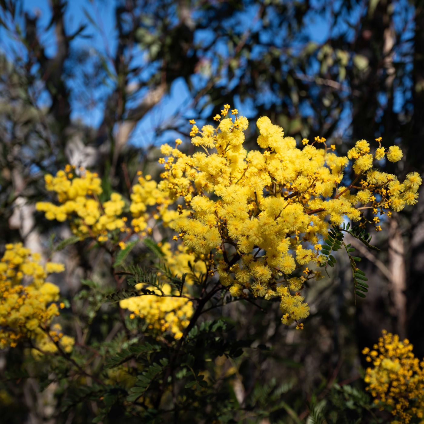 Morton National Park, Australia