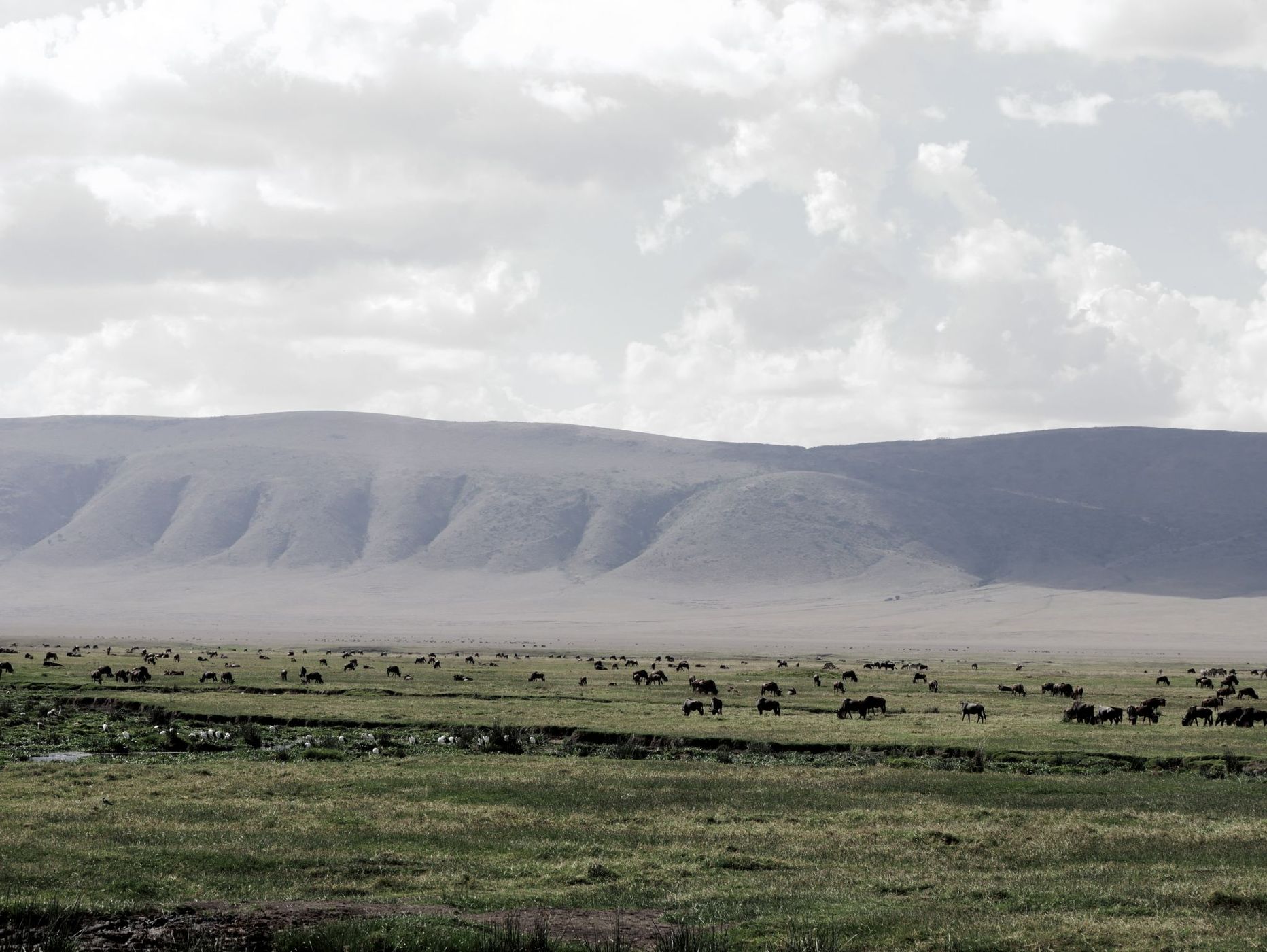 Ngorongoro Crater Lion pride, Tanzania